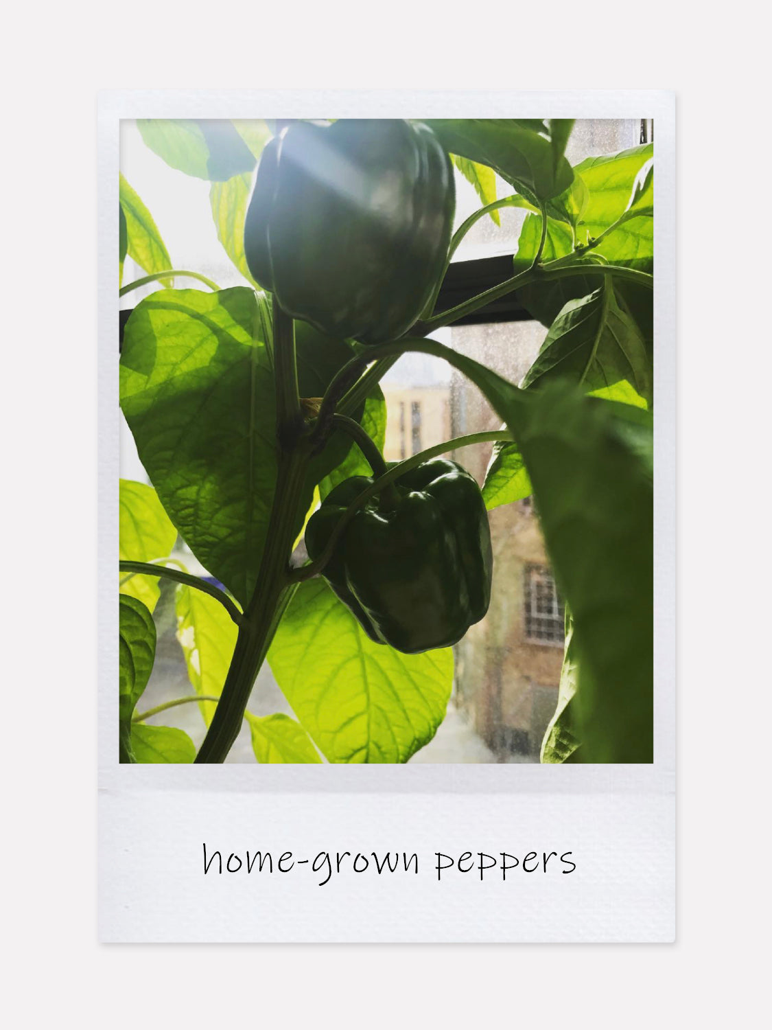 pepper on a jade plant Organic Produce Jade Bell Pepper 18K Gold-filled Necklace – I'MMANY London